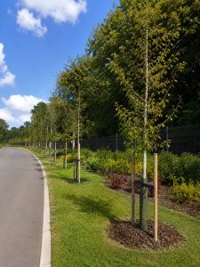 new tree planting